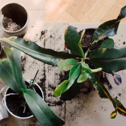 Houseplant Design Services in Indy