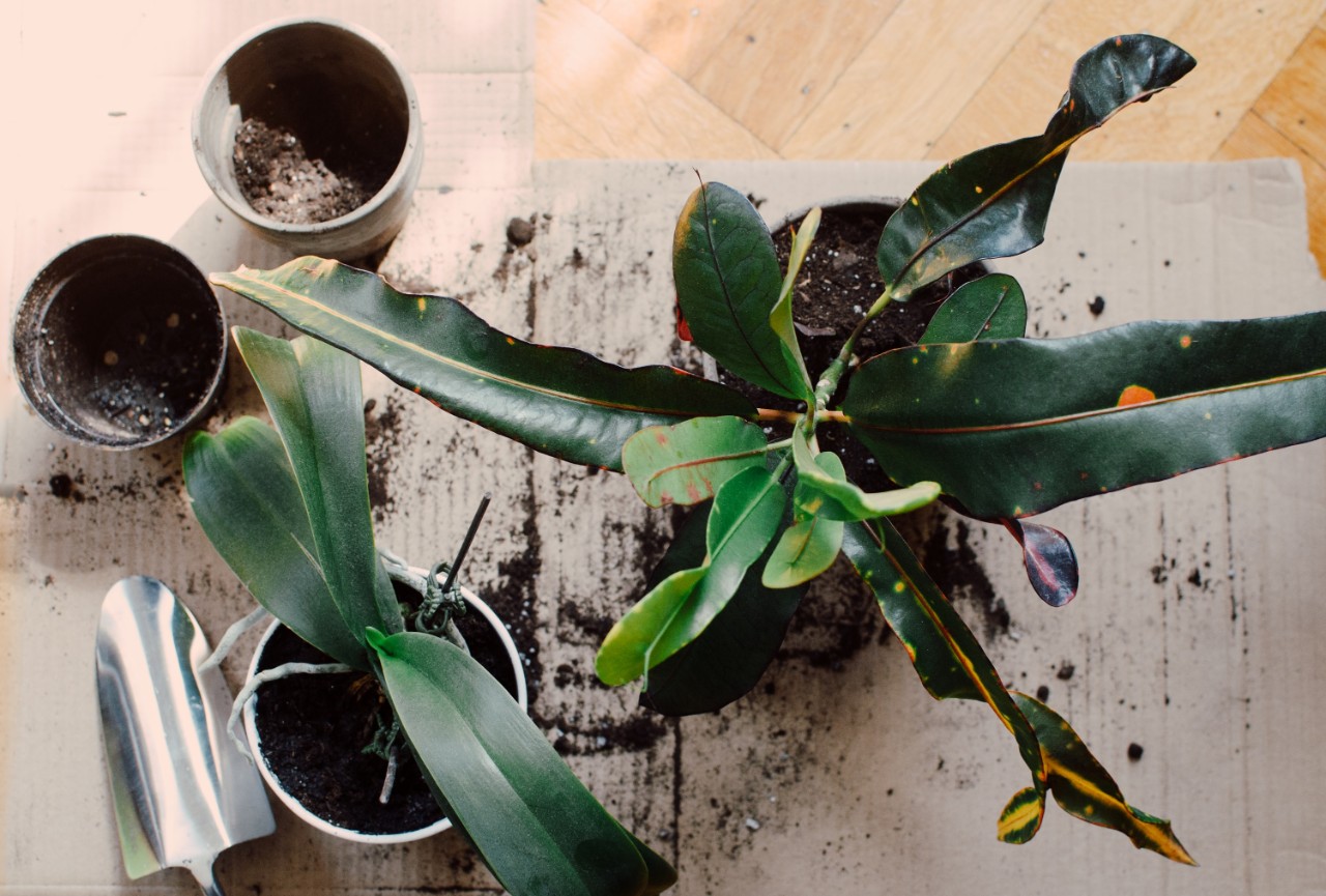Houseplant Design Services in Indy