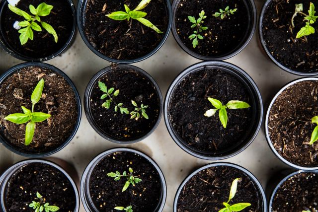 pots in plants