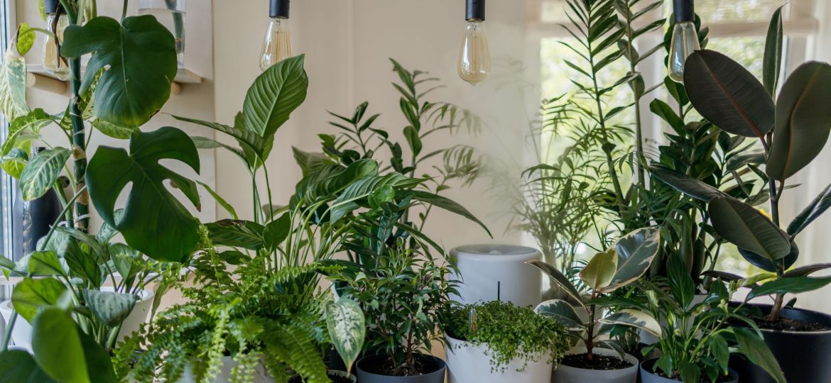 various potted plants sitting on a countertop