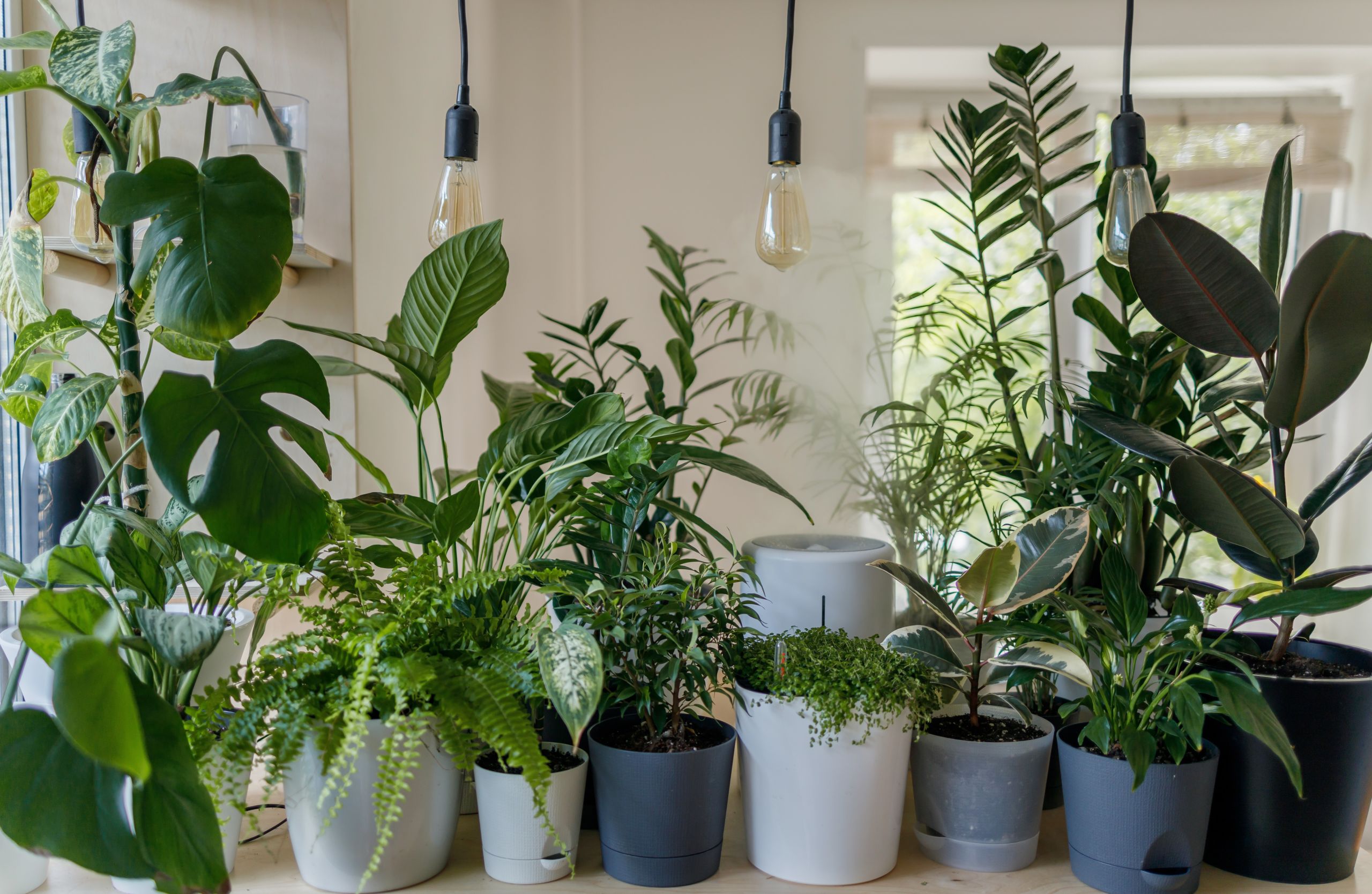 various potted plants sitting on a countertop