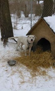 A dog in the snow chained to a dog house