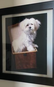 A photo of Tess' dog Mr. Big a fluffy white dog