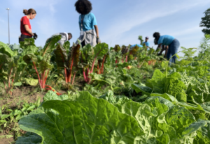 A photo of lettuce growing with farmers in the background