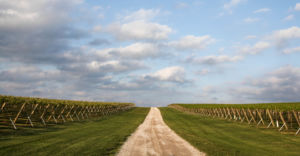 A photo of a dirt road throughout vineyards