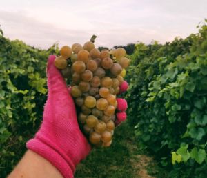 A photo of a pink glove holding grapes at Oliver Winery