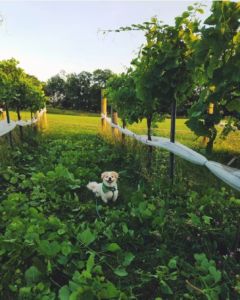 A photo of a dog in the middle of a vineyard