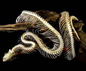 A snake skeleton