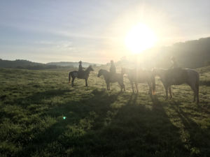 four horses stand on greenery in front of a sunset at a park