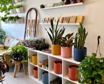 Featured Image Plant Store