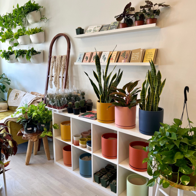 Featured Image Plant Store