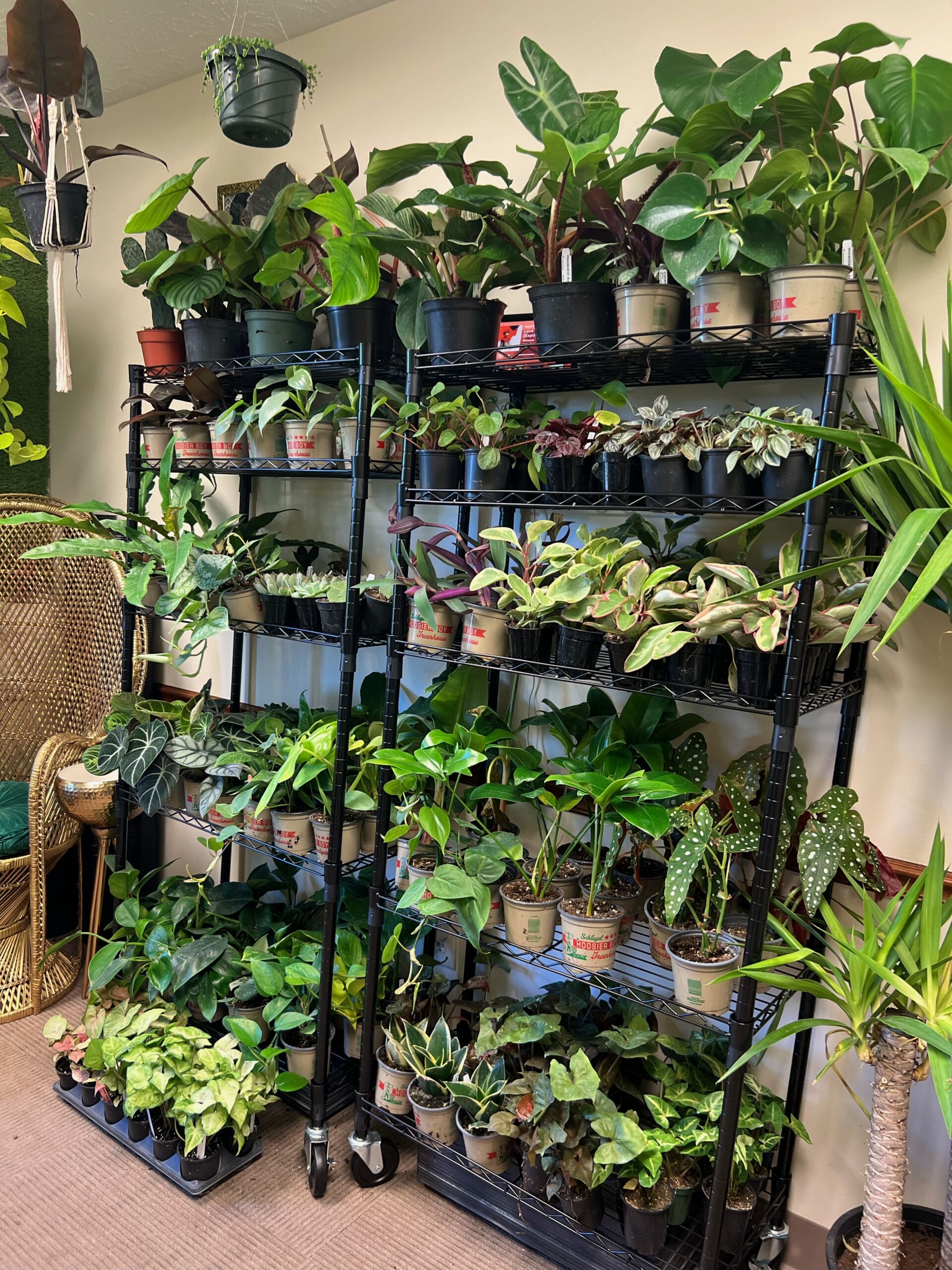 Rooted with Ruby plants.