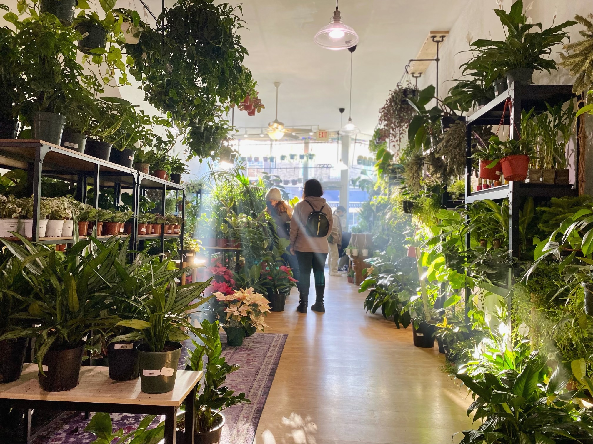 a photo of hanging plants at snakeroot botanicals plant store
