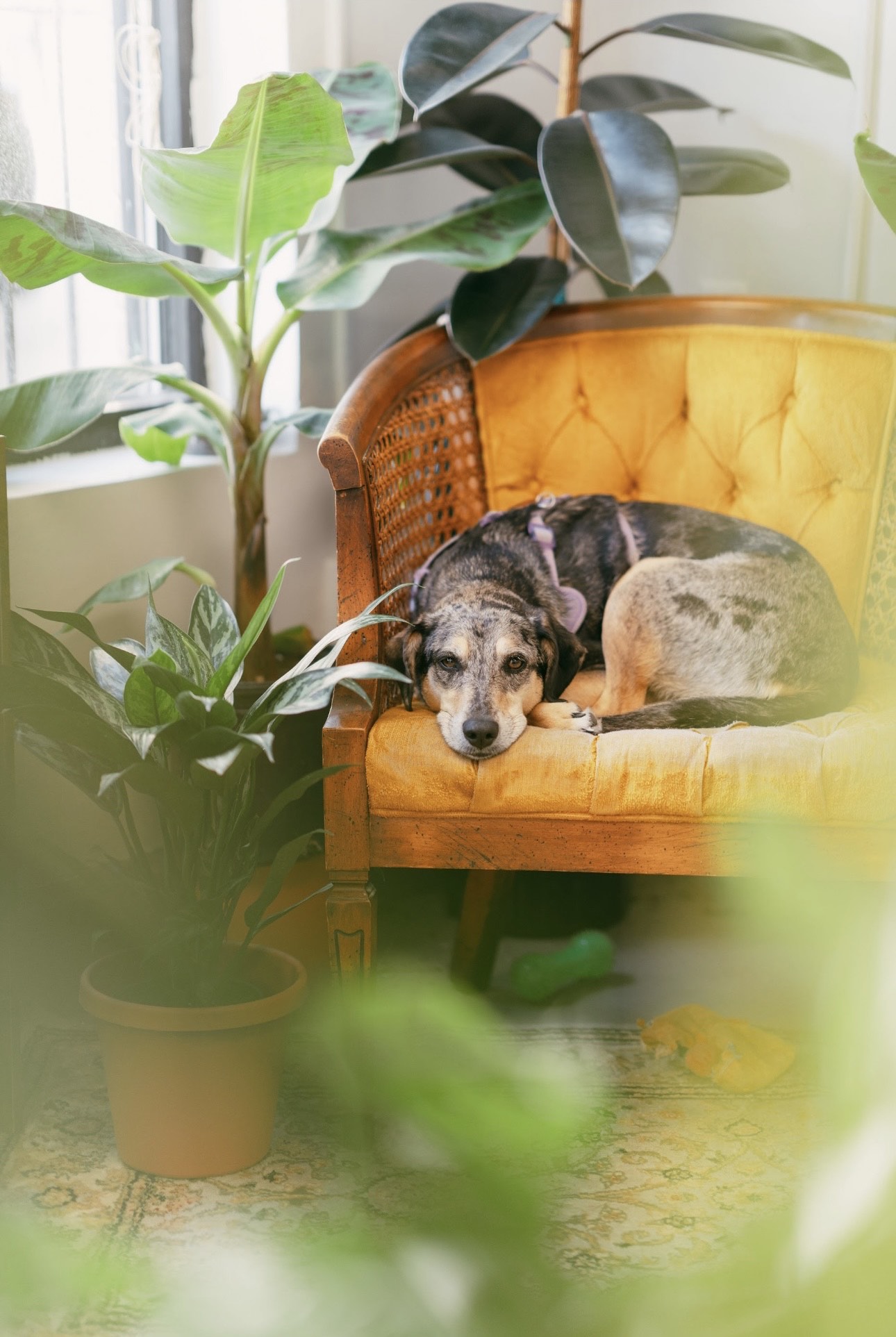 Dog laying on an orange chair in Urban Houseplant Collective.