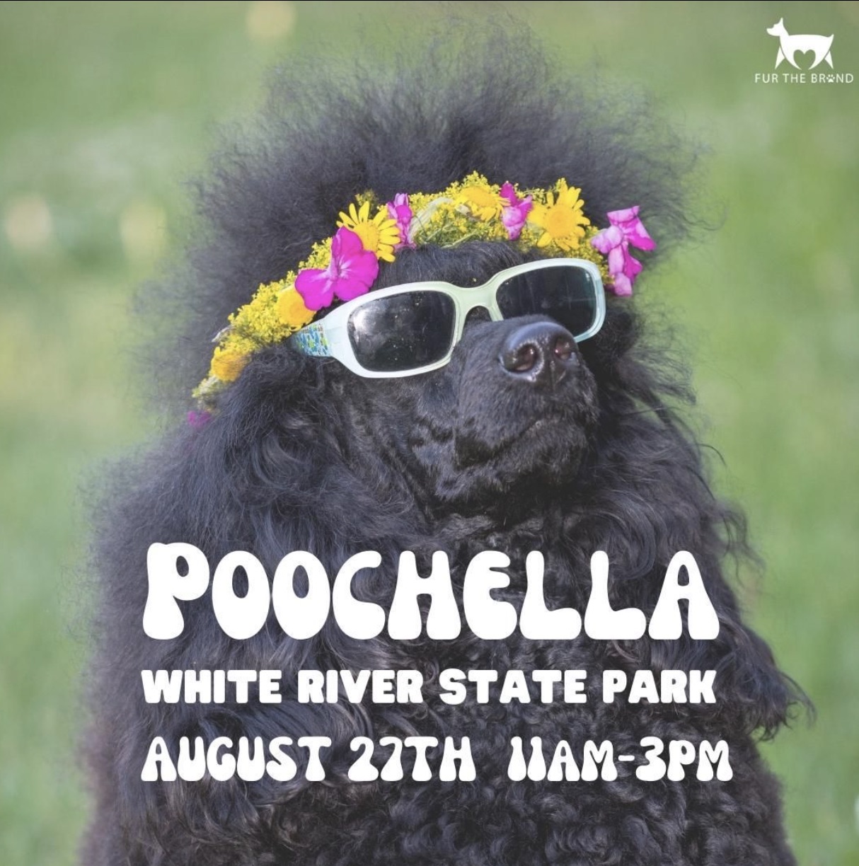 Poochella festival graphic with a poodle