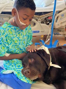 a photo of a child in a hospital and a Paws & Think Therapy Dog in Action