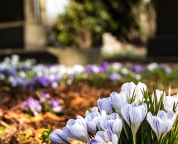 flowers in a graveyard