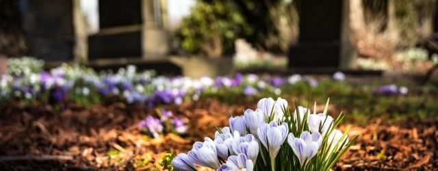 flowers in a graveyard