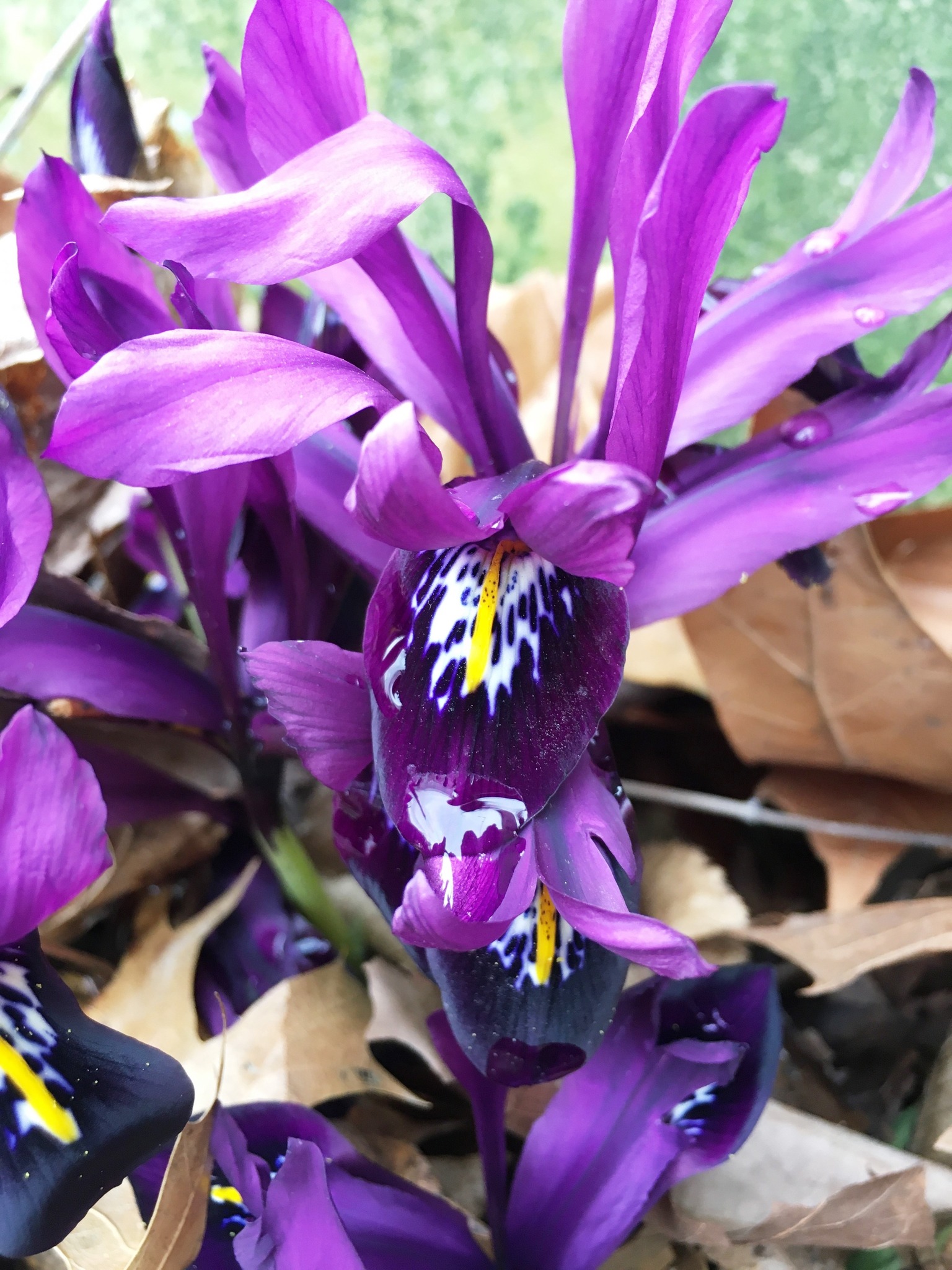 Purple flowers at Garfield Park Conservatory
