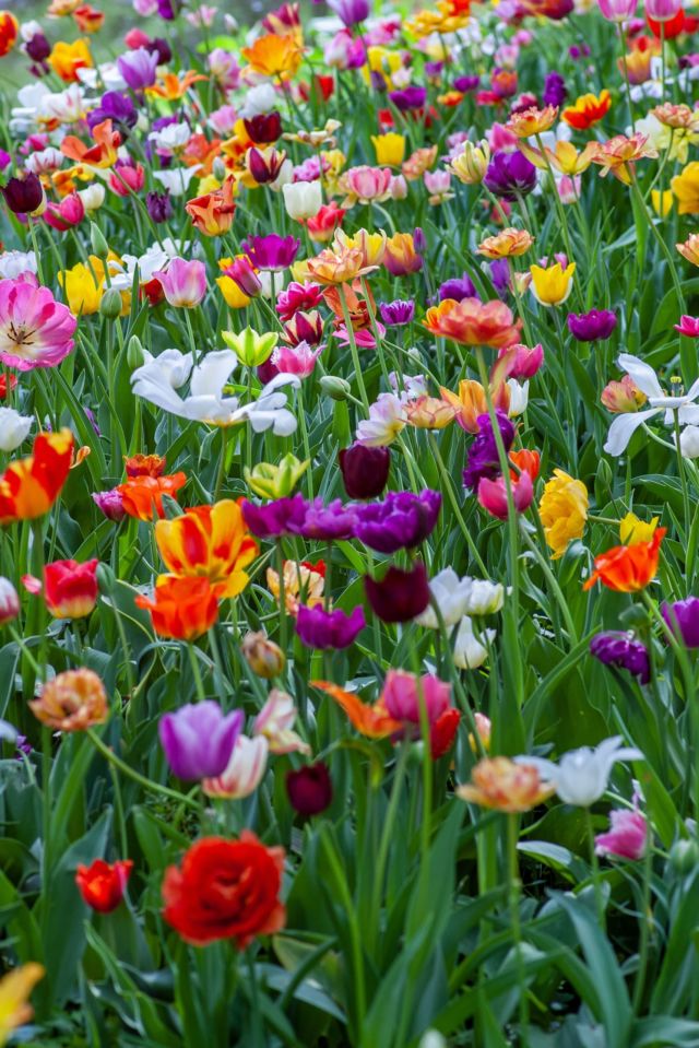 Picture of multi-colored flowers in a field