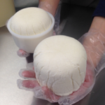 Tulip Tree Creamery person holding two round-shaped cheese