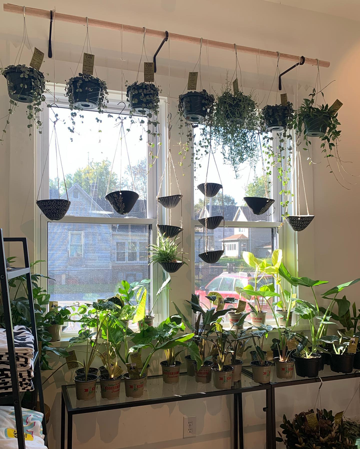 Plants hanging from the ceiling inside of Stomping Ground
