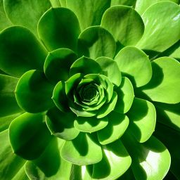 Up close shot of a green flower