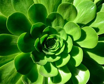 Up close shot of a green flower