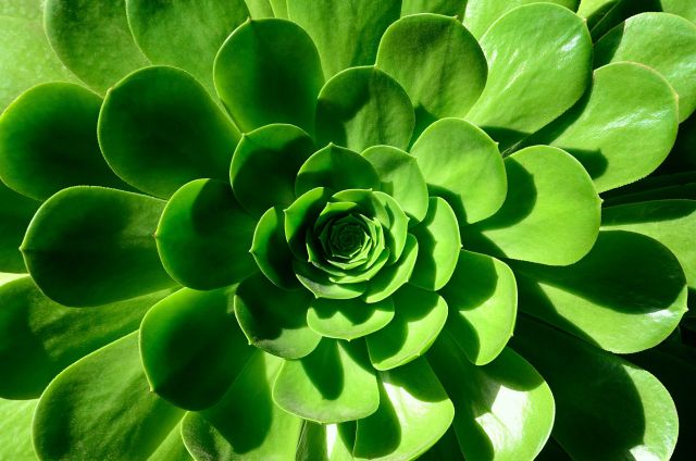 Up close shot of a green flower