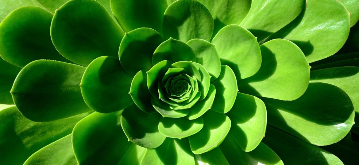 Up close shot of a green flower