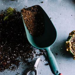 Gardening scoop filled with dirt laying next to a pile of dirt