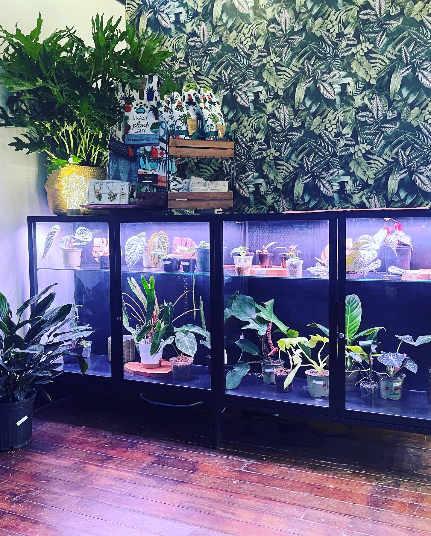 A lighted case filled with plants