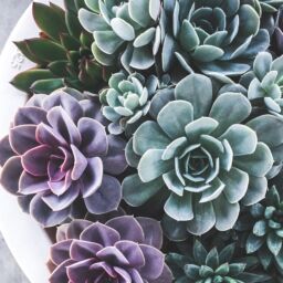 White pot with purple, blue, and green succulents