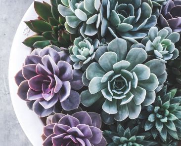 White pot with purple, blue, and green succulents
