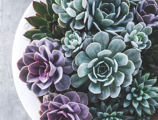 White pot with purple, blue, and green succulents