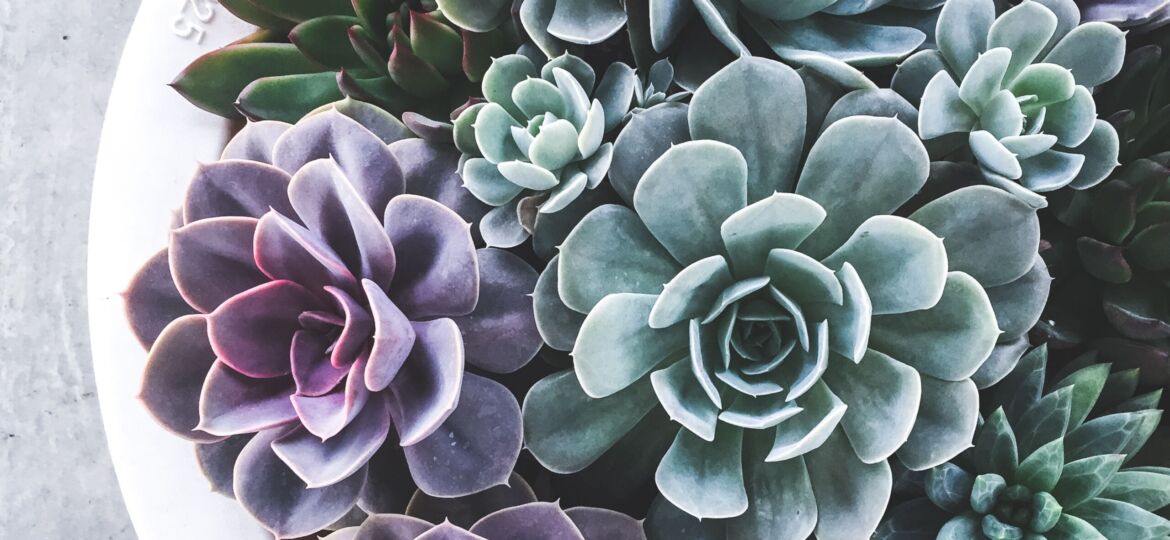 White pot with purple, blue, and green succulents