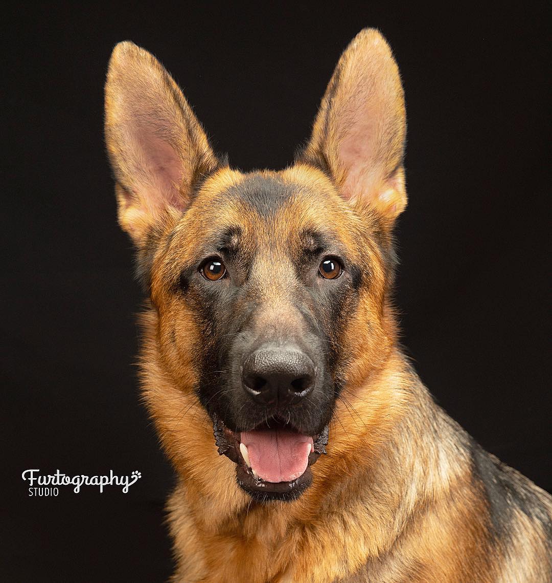 Portrait of dog shot by Furtography Studio