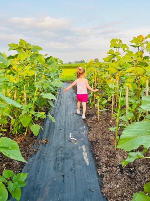 Anderson Flower Farm