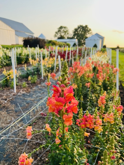 Anderson Flower Farm