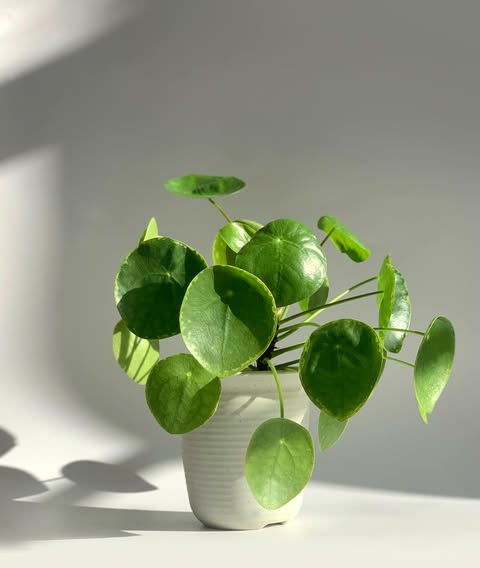 Botanical Bar - Chinese Money Plant