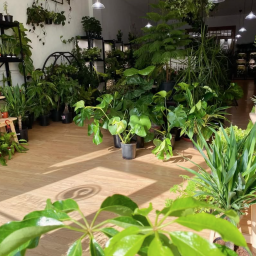Snakeroot Botanicals