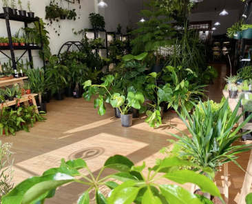 Snakeroot Botanicals