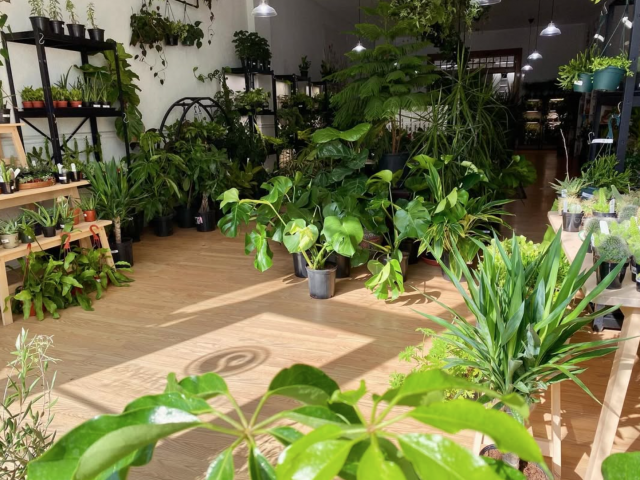 Snakeroot Botanicals