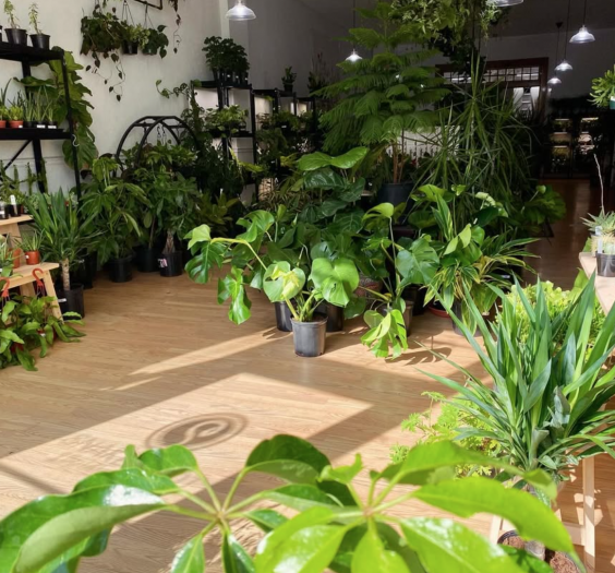 Snakeroot Botanicals