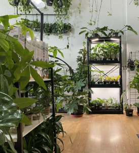 Snakeroot Botanicals