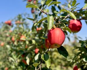 Beasley's Orchard