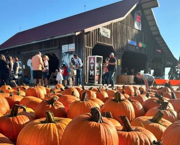 Pumpkin Patch
