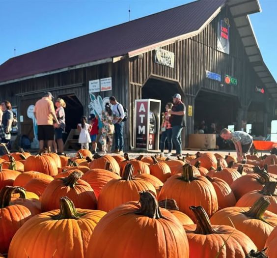 Pumpkin Patch