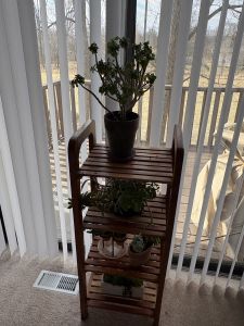 Plant Stand