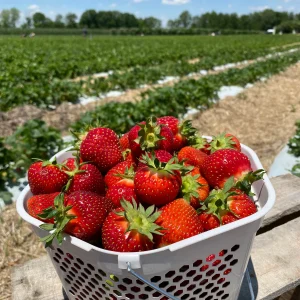 Beasley's Orchard - Strawberries